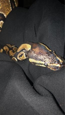Image 1 of Female Royal Python for sale
