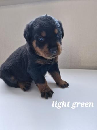 Image 7 of 4 left !!! rottweiler pups for sale, 1 boy and 4 girls ??