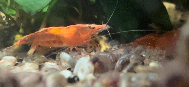 Preview of the first image of Cherry shrimp mixed ages £2 each.