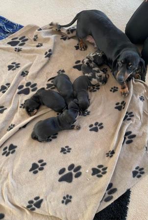Image 5 of miniature dachshund puppies