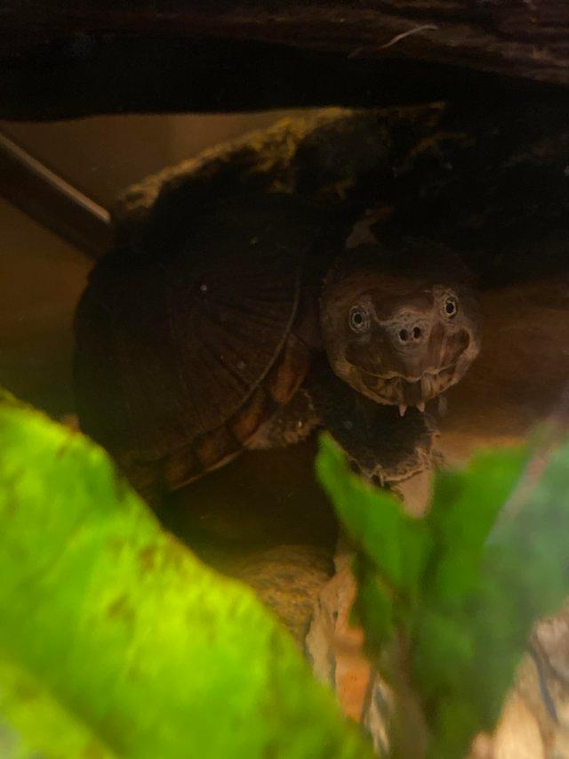 Preview of the first image of Razorback Musk Turtle for rehoming.