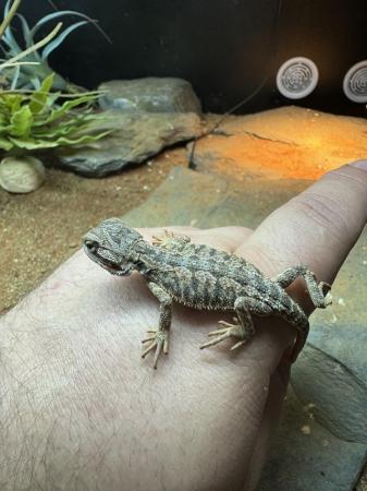 Image 3 of Bearded Dragon Hatchlings - Normals