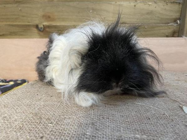 Image 4 of Long haired guinea pigs forsale
