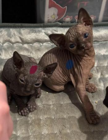 Image 6 of 5 Sphynx kittens for sale, 2 boys, 1 girl left £600 each