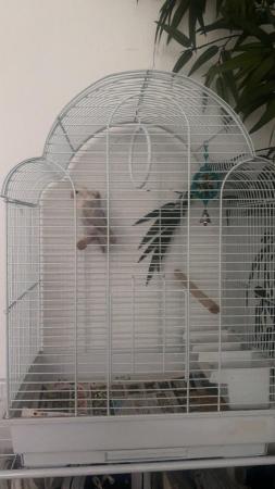 Image 4 of Young exotic slater ivory Fischer lovebirds with cage