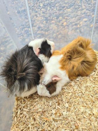Image 4 of Adorable baby Guineapig's for sale.