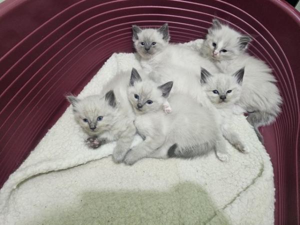 Image 1 of 6 Ragdoll boys ready to new home
