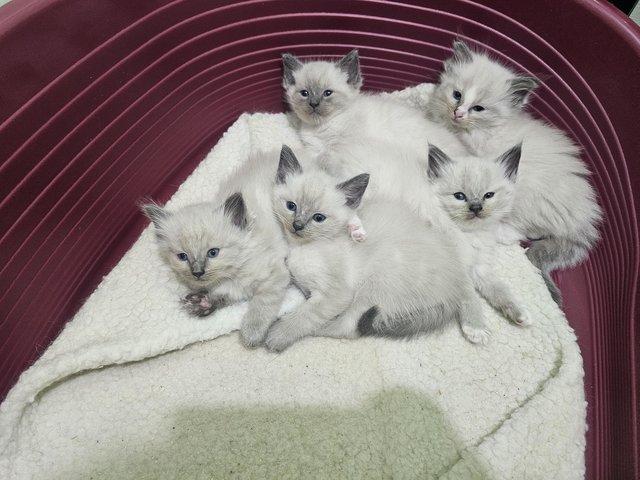Preview of the first image of 6 Ragdoll boys ready to new home.