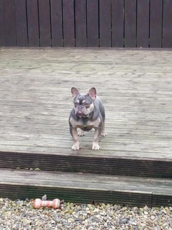 Image 5 of 12 month old french bulldog for sale