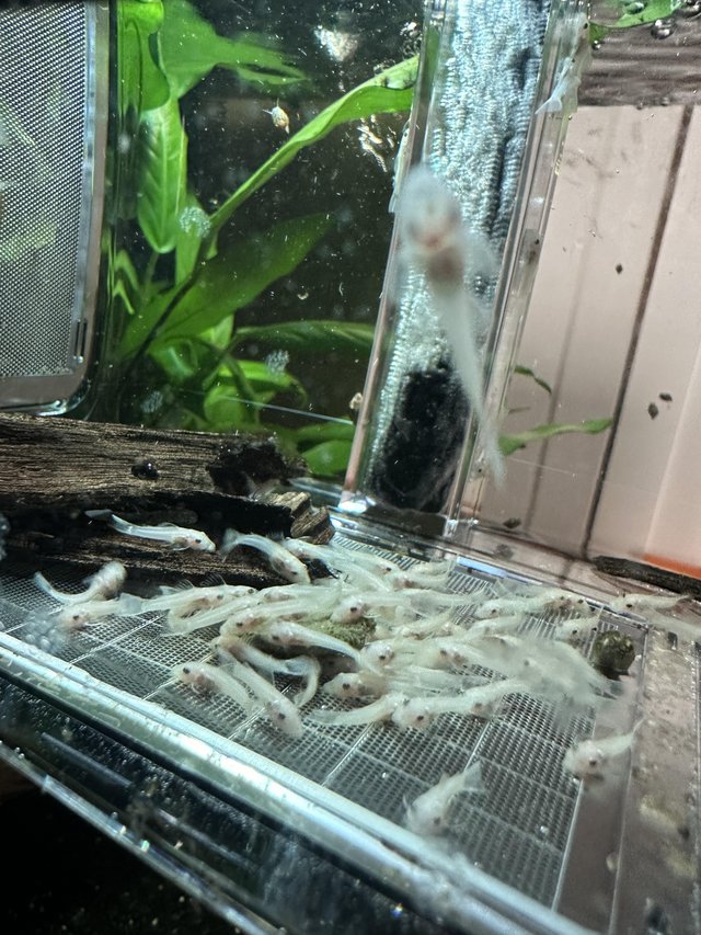 Preview of the first image of Baby Snow White and lemon bristlenose plecs.