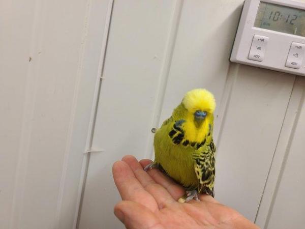 Image 8 of Exhibition budgerigars for sale