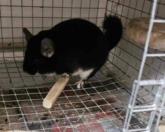 Image 1 of Chinchillas for sale in Staffordshire