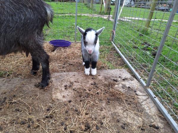 Image 4 of Pygmy Goat nannies and kids for sale