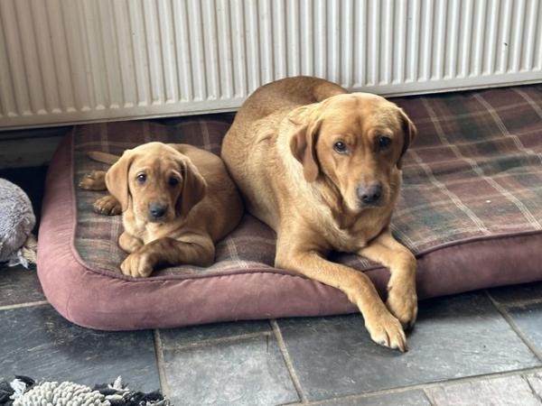 Image 10 of gorgeous fox red Labrador puppies , last 2 available