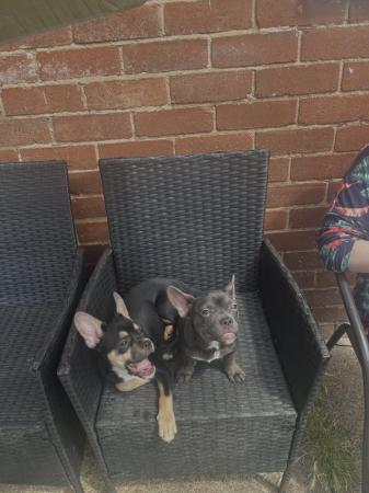 Image 1 of REDUCED 2 Male chihuahua x French bulldog puppies