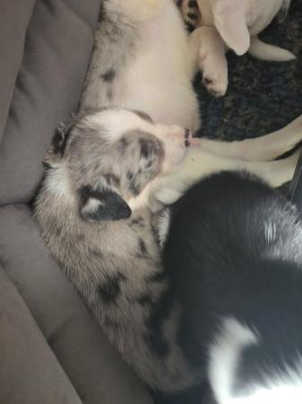 Image 6 of 2 Blue merle Tri boy and girl left