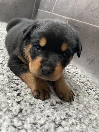 Image 20 of KC registered Rottweiler puppies ready to leave