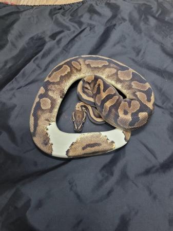 Image 4 of Cb21 female pied royal python