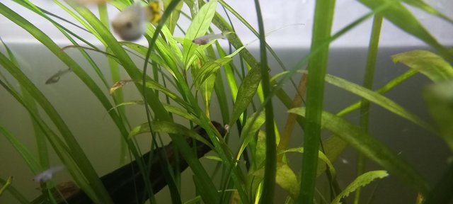 Image 1 of Guppy fry from healthy tank £1 each