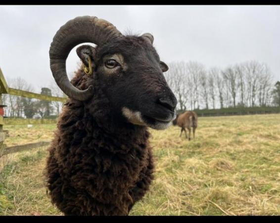 Image 2 of Proven Soay Rams, Born2022