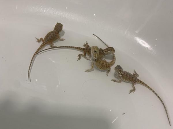 Image 3 of Mixed Baby bearded dragons