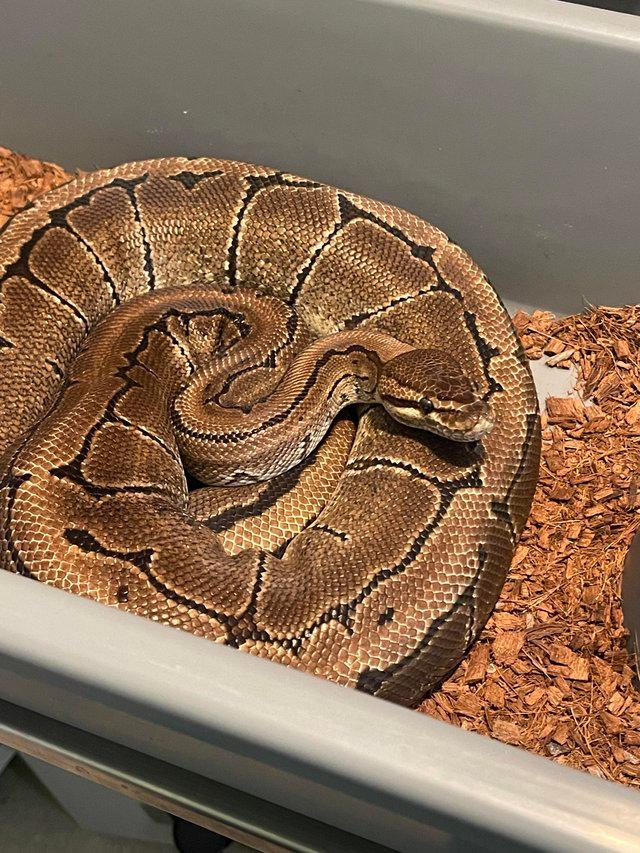 Preview of the first image of Adult female pinstripe Ball Royal Python.