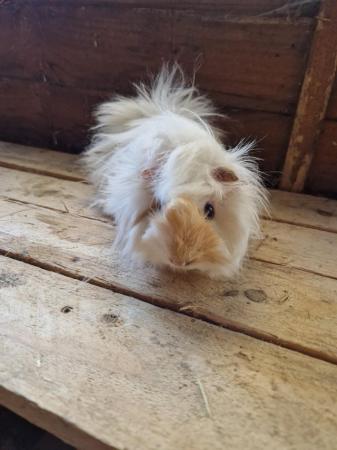 Image 14 of Young Boar Guinea Pigs For Sale
