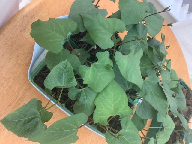 Preview of the first image of Scarlet runner beans strong plants.