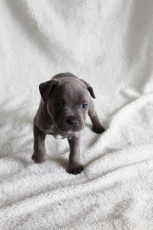 Image 31 of beautiful champion blue Staffordshire bull terrier puppies