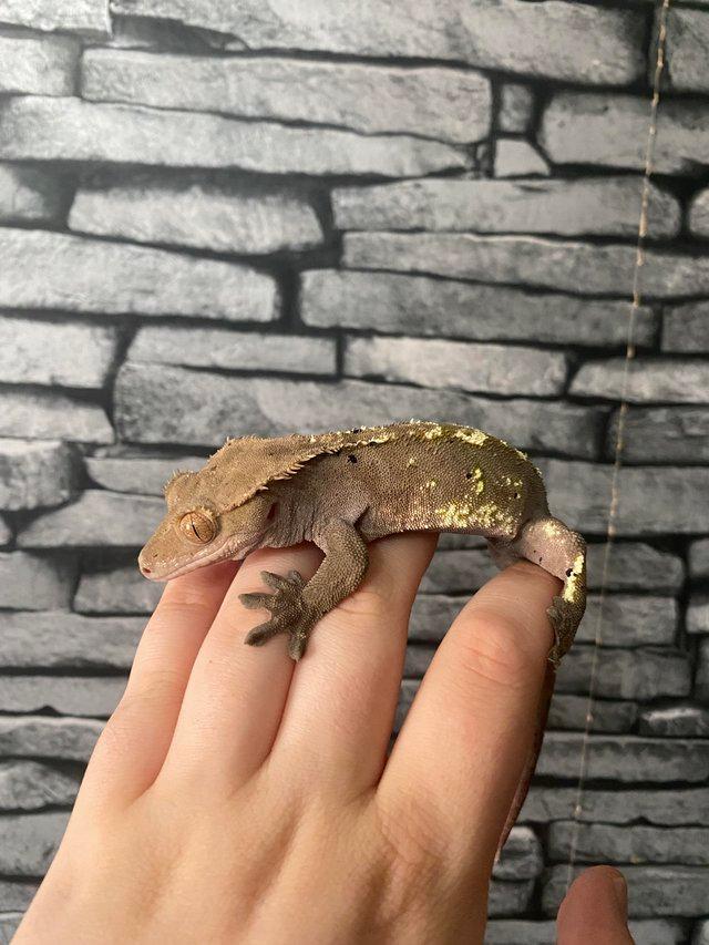 Preview of the first image of Male crested gecko for rehome.