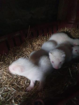 Image 2 of 8 week old ferret kits hobs/gills