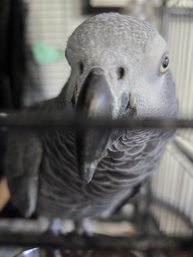 Preview of the first image of LOOKING TO PURCHASE A PROVEN PAIR OF BREEDING AFRICAN GREYS.