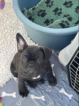 Image 7 of *Price Reduced* 12week old French Bulldog brindle puppies