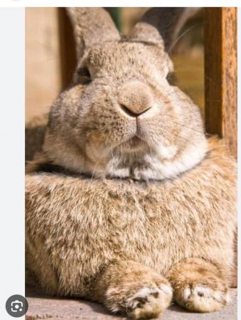 Image 1 of British Giant Rabbit For Sale