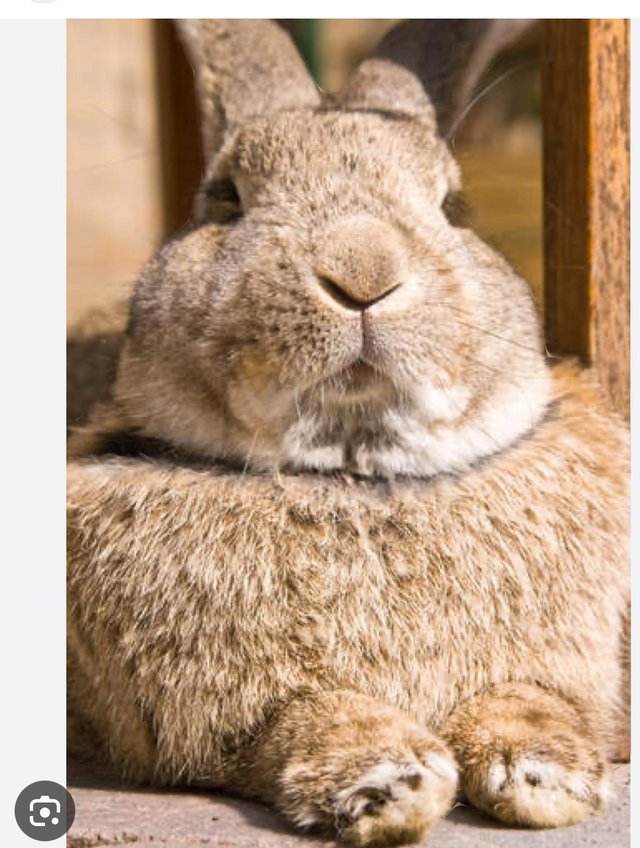 Preview of the first image of British Giant Rabbit For Sale.