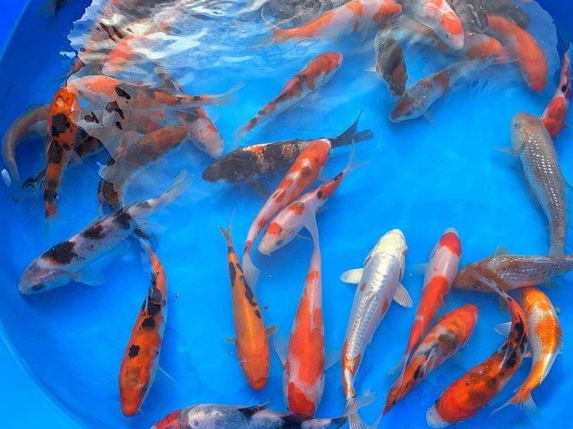 Preview of the first image of Koi carp/ pond fish all size available.