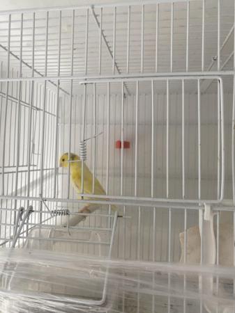 Image 4 of Waterslager canary birds for sale