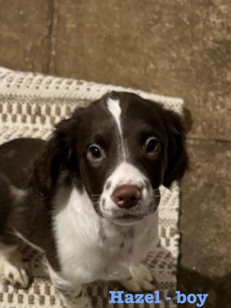 Image 43 of READY NOW Fabulous English springer puppies