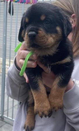 Image 20 of Rottweiler kc registered puppies