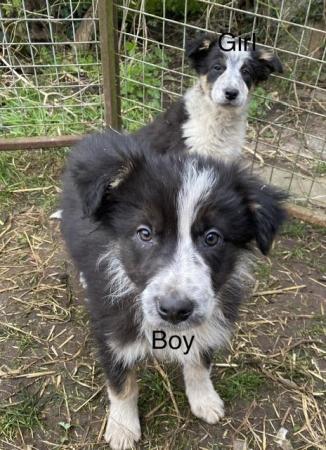 Image 5 of Welsh collie x border collie puppies