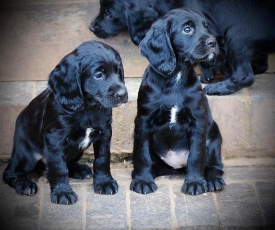 Image 11 of working cocker spaniel puppies for sale KCreg