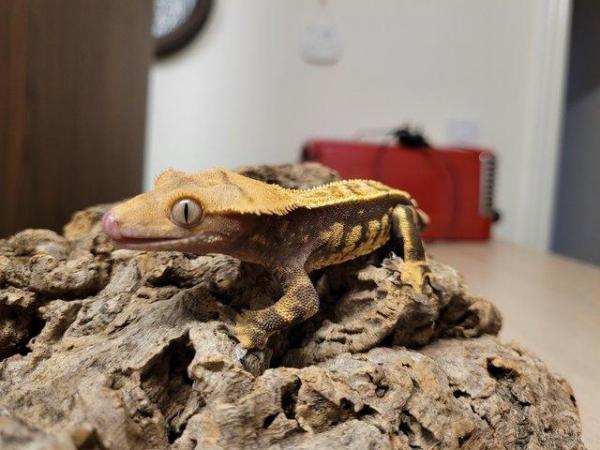 Image 3 of Pet only CB21 Crested Gecko Male
