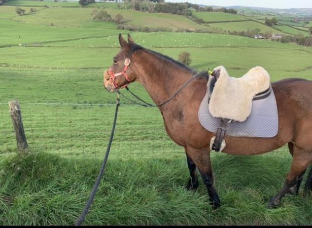 Image 3 of Cob cross Irish sports horse