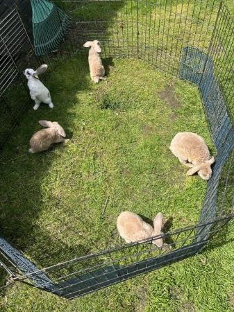Image 1 of Rabbits for sale ready now