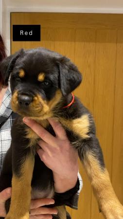 Image 28 of KC registered Rottweiler puppies ready to leave