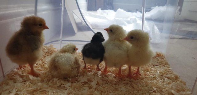 Preview of the first image of Day Old & Older Chicks for Sale!.