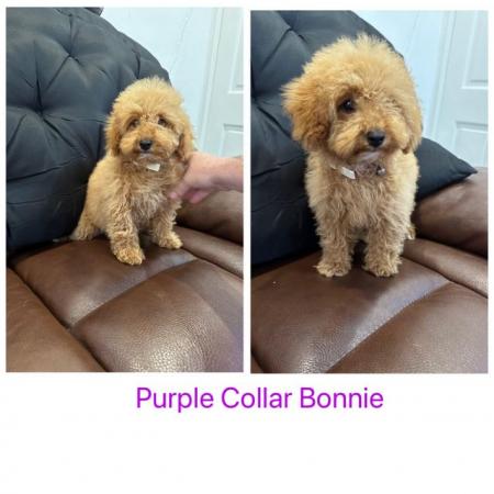 Image 4 of QUALITY KC REGISTERED RED TOY POODLE PUPPIES