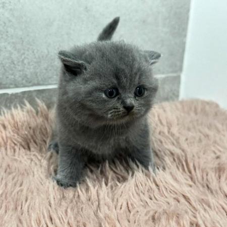 Image 14 of Gorgeous Pedigree British Shorthair Kittens GCCF