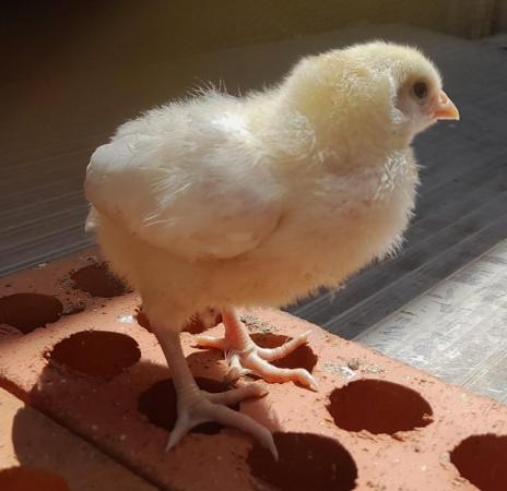 Image 1 of Mixed breed of bantam chicks for sale. REDUCED PRICE