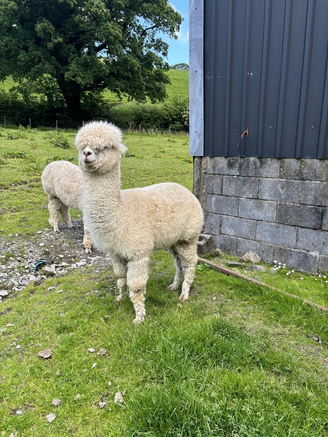 Preview of the first image of 2 entire male Alpacas available.